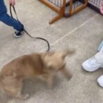 犬の幼稚園 むぎくんとトレーニング