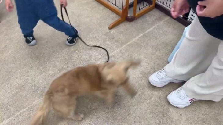 犬の幼稚園 むぎくんとトレーニング