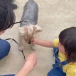 犬の幼稚園 シナモンくんとトレーニング