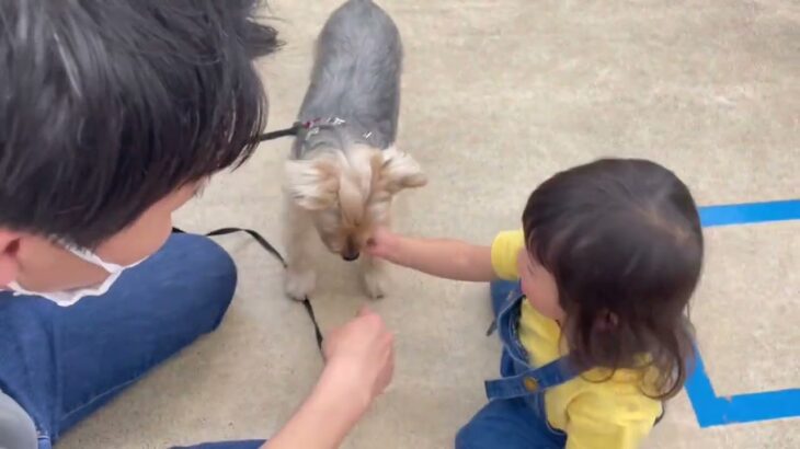 犬の幼稚園 シナモンくんとトレーニング