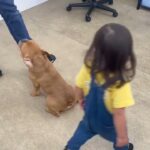 犬の幼稚園 レオくんとトレーニング