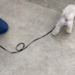 犬の幼稚園 空ちゃんとトレーニング