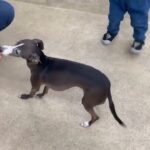 犬の幼稚園 れもんちゃんとトレーニング