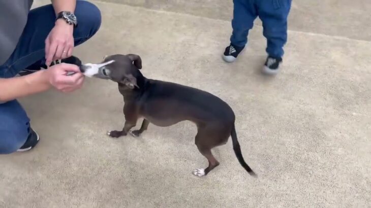 犬の幼稚園 れもんちゃんとトレーニング