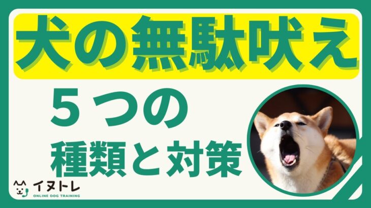 犬の無駄吠えには種類がある？