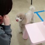 犬の幼稚園 ハニちゃんとトレーニング