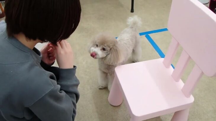 犬の幼稚園 ハニちゃんとトレーニング