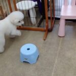 犬の幼稚園 ロージーちゃんとトレーニング