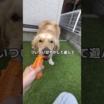 しつけに悩む大型犬飼い主 #ゴールデンレトリバーのいる暮らし #ゴールデンレトリバー #大型犬と暮らす