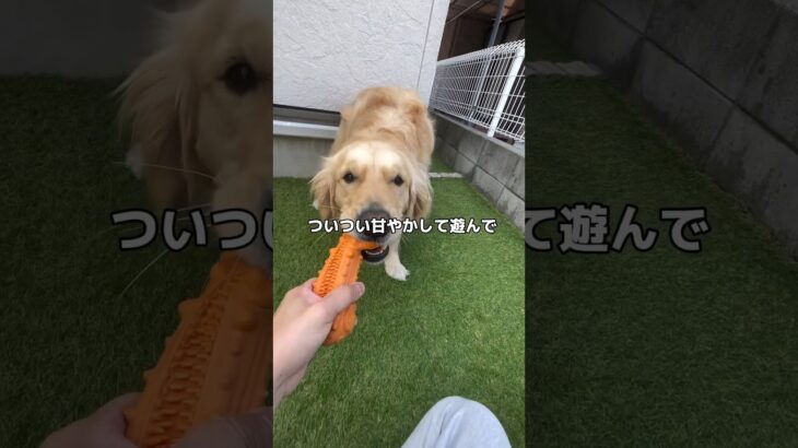 しつけに悩む大型犬飼い主 #ゴールデンレトリバーのいる暮らし #ゴールデンレトリバー #大型犬と暮らす