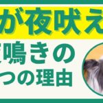 犬が夜吠えて困る！犬の夜鳴き４つの理由