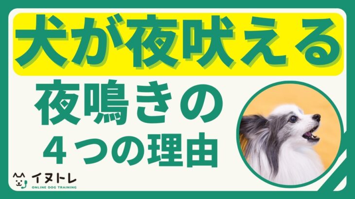 犬が夜吠えて困る！犬の夜鳴き４つの理由