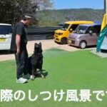 警察犬・警備犬　ワンちゃんのしつけ教室