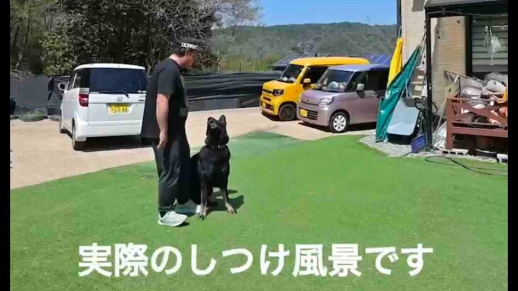 警察犬・警備犬　ワンちゃんのしつけ教室