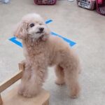 犬の幼稚園 ぴっぴちゃんとトレーニング