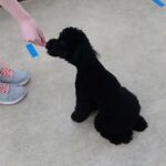 犬の幼稚園 かいくんとトレーニング