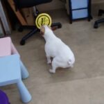 犬の幼稚園 はなちゃんとトレーニング