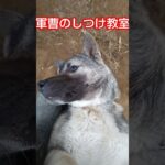 末っ子のしつけ！#いぬのきもち #いぬのいる生活 #犬のいる暮らし