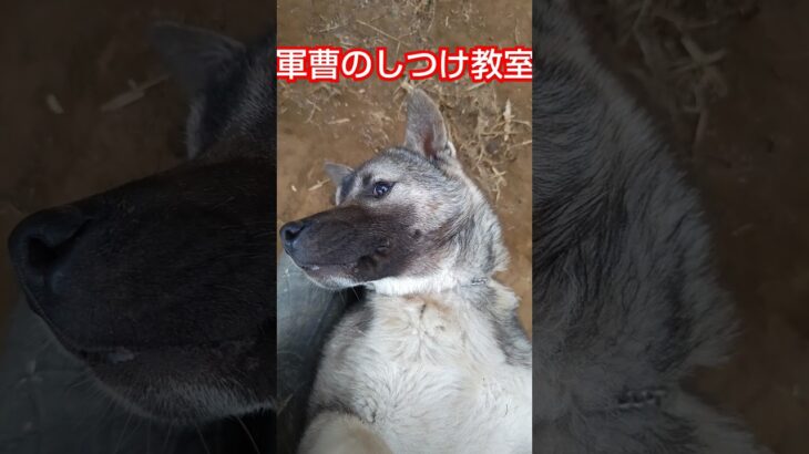 末っ子のしつけ！#いぬのきもち #いぬのいる生活 #犬のいる暮らし