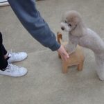 犬の幼稚園 ハニちゃんとトレーニング