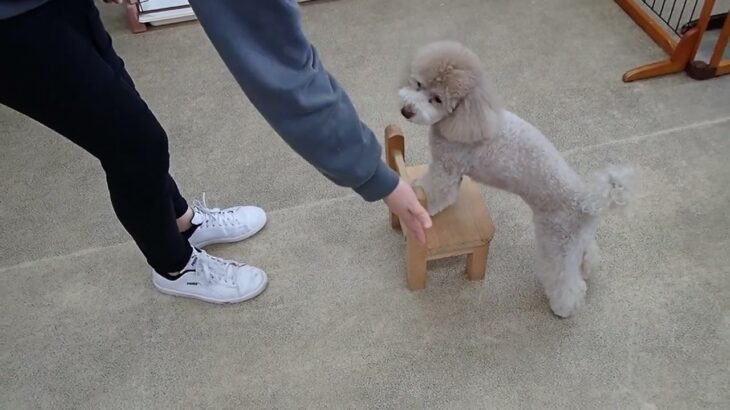 犬の幼稚園 ハニちゃんとトレーニング