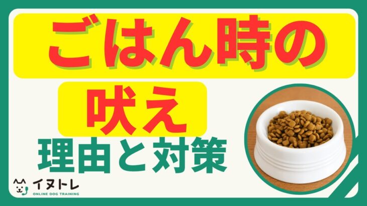 犬がごはん時の吠え！理由と対策