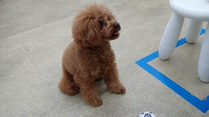 犬の幼稚園 りあんちゃんとトレーニング