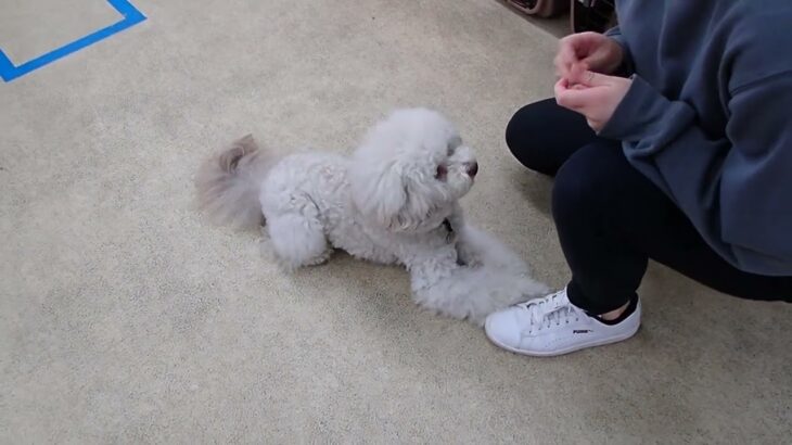 犬の幼稚園 ヴィーノくんとトレーニング