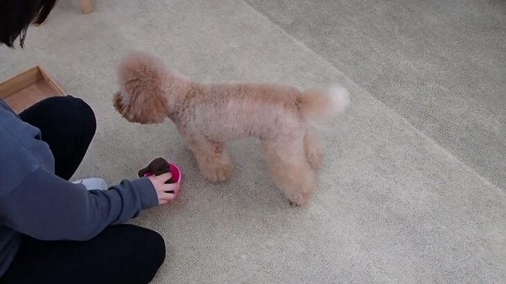 犬の幼稚園 ココくんとトレーニング