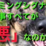 カーミングシグナル出しまくり？ストレスかかって可哀想？【犬の躾、訓練】