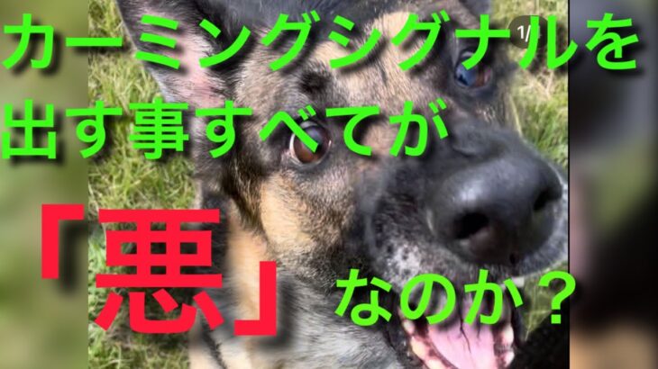 カーミングシグナル出しまくり？ストレスかかって可哀想？【犬の躾、訓練】