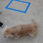 犬の幼稚園 凜ちゃんとトレーニング