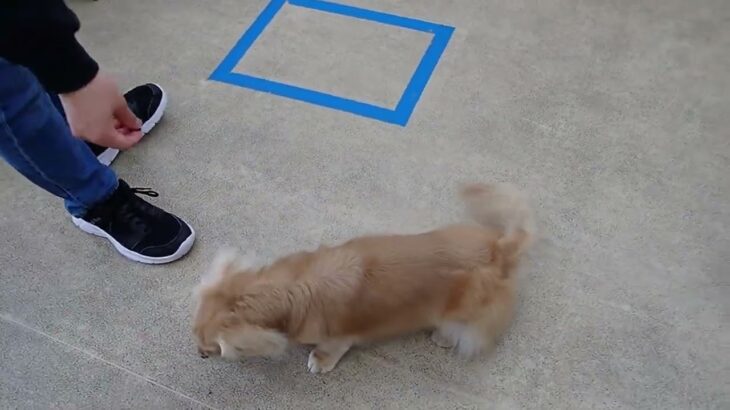 犬の幼稚園 凜ちゃんとトレーニング