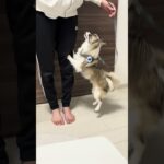 他者への吠えぐせをコントロールするトレーニング #チワワ #吠えぐせ #小型犬