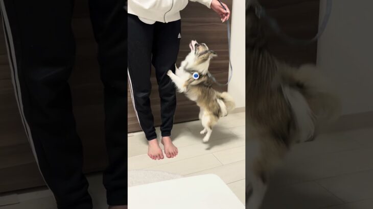 他者への吠えぐせをコントロールするトレーニング #チワワ #吠えぐせ #小型犬