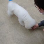 犬の幼稚園 ロージーちゃんとトレーニング