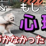 【犬 しつけ】こんな犬の散歩に秘められた心理【犬の気持ち】