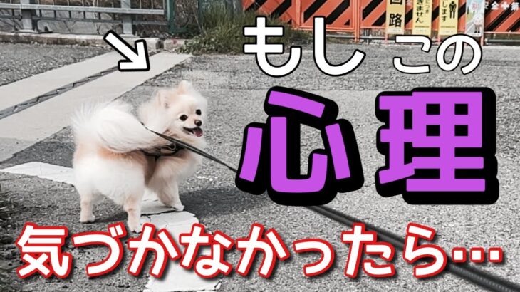 【犬 しつけ】こんな犬の散歩に秘められた心理【犬の気持ち】