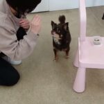 犬の幼稚園 コアくんとトレーニング