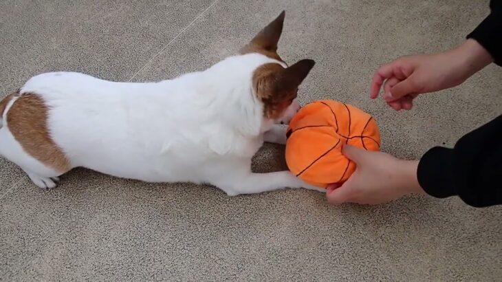 犬の幼稚園 ジャックくんとトレーニング