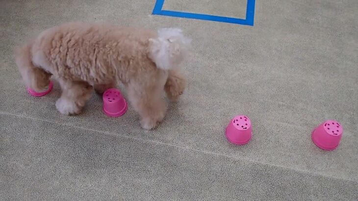 犬の幼稚園 むぎくんとトレーニング