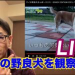 ドギステライブ 野良犬の観察をしよう / 犬のしつけ・問題行動・犬の心理学・犬の行動学・ドッグビヘイビアリスト