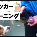 クリッカーの使い方　犬のトレーニング