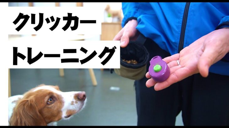 クリッカーの使い方　犬のトレーニング