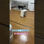 ハウス完璧になったわんこ☆♯ビーグル♯ダックスフント♯ビーダックス♯犬との生活♯ハウス♯しつけ