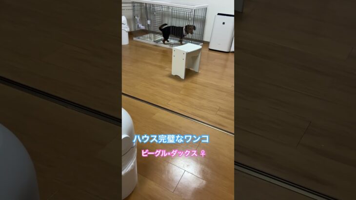 ハウス完璧になったわんこ☆♯ビーグル♯ダックスフント♯ビーダックス♯犬との生活♯ハウス♯しつけ