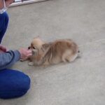 犬の幼稚園 くるみちゃんとトレーニング