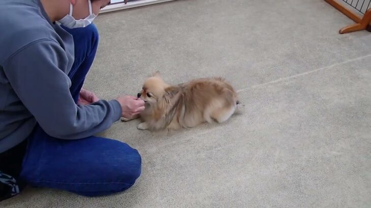 犬の幼稚園 くるみちゃんとトレーニング