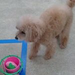 犬の幼稚園 ぴっぴちゃんとトレーニング