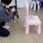 犬の幼稚園 レオンくんとトレーニング